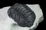 Austerops Trilobite - Nice Eye Facets #138958-2